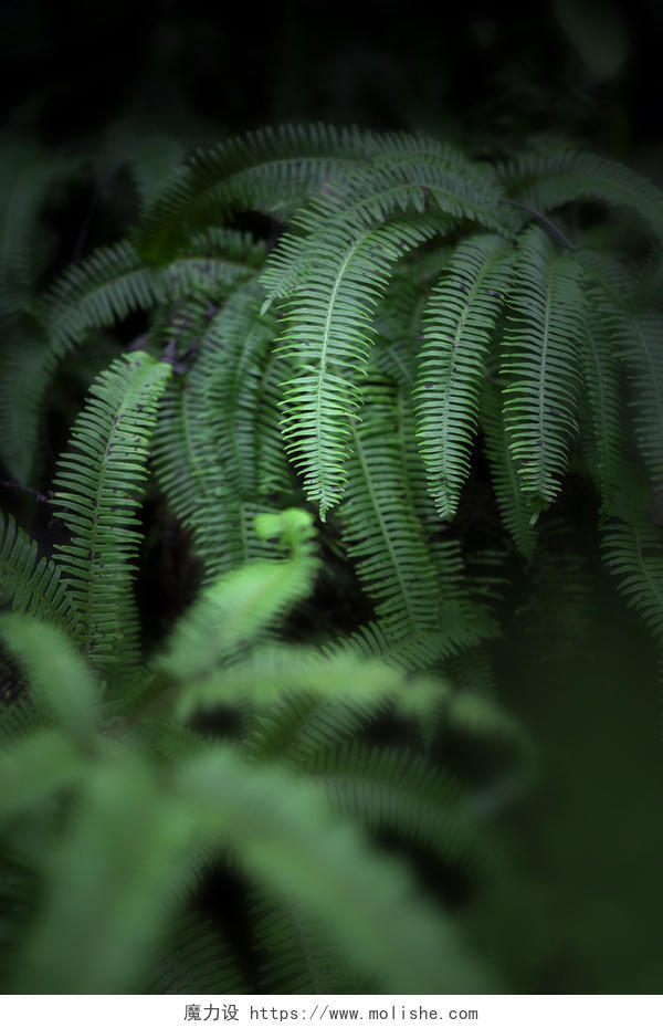 绿色夏季自然背景与热带蕨叶和散景毛叶桫椤蕨类摄影图
